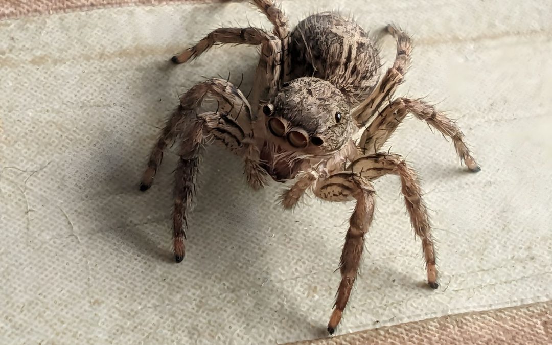 The Spider On the Windshield